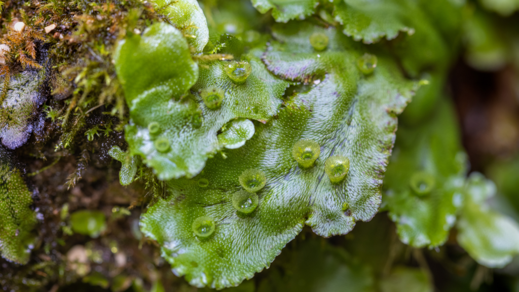 What are bryophytes? 