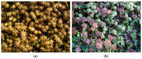 molecules-30-00558-g001-550 Figure 1. Marchantia polymorpha—umbrella liverwort: (a) female and (b) male plant. (Photos by Prof. Yoshinori Asakawa, Tokushima Bunri University, Japan).